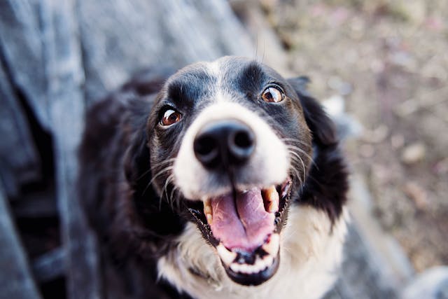 black and white dog